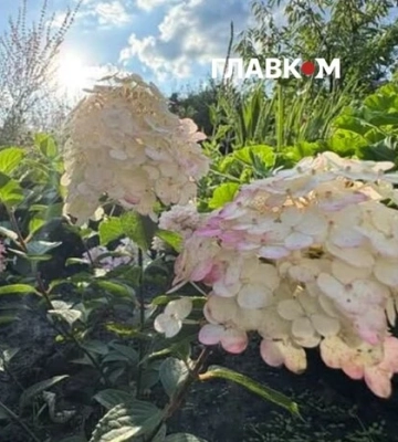Змінюватимуть колір упродовж сезону: у центрі Києва з'явилася тисяча гортензій