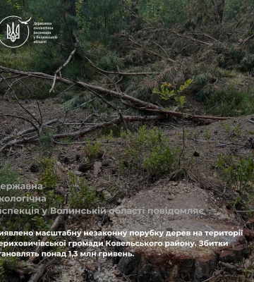 Незаконна вирубка дерев на Волині: збитки перевищили 1,3 мільйони гривень