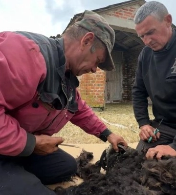 Із двох пар — до великої ферми: на Волині фермер розводить рідкісні породи овець