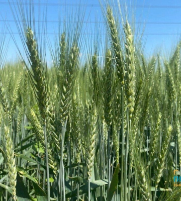 На півдні Одещини розпочався збір озимих культур