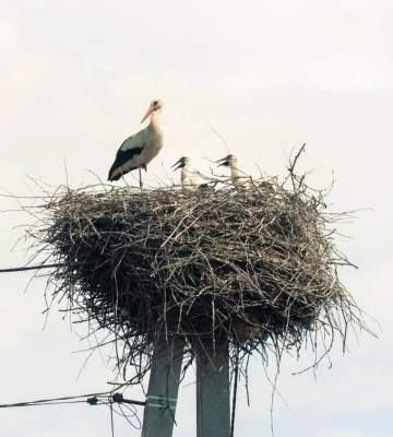 У селі на Мукачівщині мешканці спостерігають за лелечою родиною