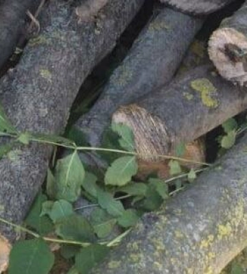 На автодорозі Київ — Одеса зупинили автомобіль із незаконною деревиною