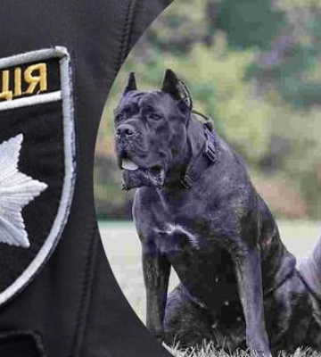 В Борисполе собаки загрызли до смерти 79-летнюю женщину: владелицу животных задержали