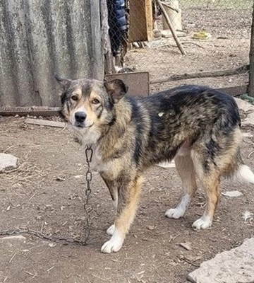 На Волині п'яний чоловік повісив собаку на дереві: як покарали