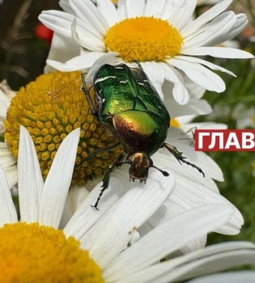 В Україні сонячно, без опадів: погода на 21 червня