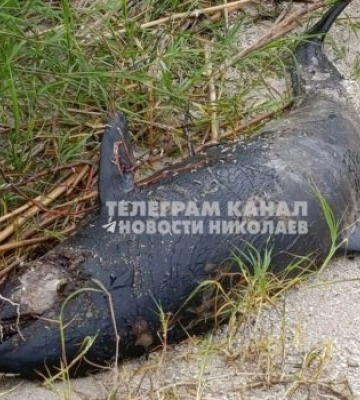 Дельфін, який нещодавно заплив до лиману на Миколаївщині, загинув