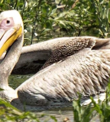 На Днепре после исчезновения Каховского водохранилища зафиксировали пеликана