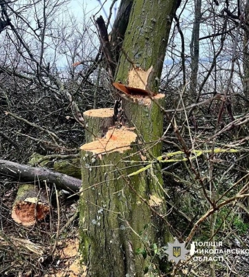 На Миколаївщині викрили спільників на незаконній вирубці дерев, які нанесли збитків на на понад 2,3 млн грн