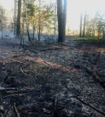 П’ять лісових пожеж за вихідні: російські дрони підпалили ліси на Житомирщині. ФОТО
