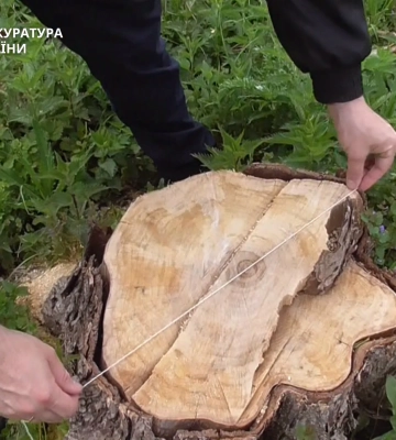 Підпиємця на Золотоніщині підозрюють у незаконній вирубці дерев на понад 4 млн