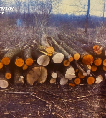 Підпиємця на Золотоніщині підозрюють у незаконній вирубці дерев на понад 4 млн
