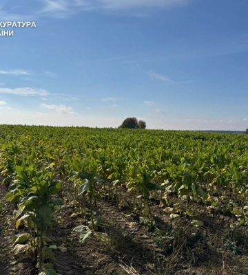 Контрафаку на понад 3 мільйони: на Волині двоє братів налагодили незаконне вирощування тютюну