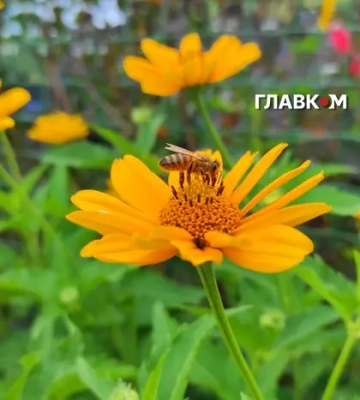 В Україну насувається аномальна спека: коли температура перевищить +30°