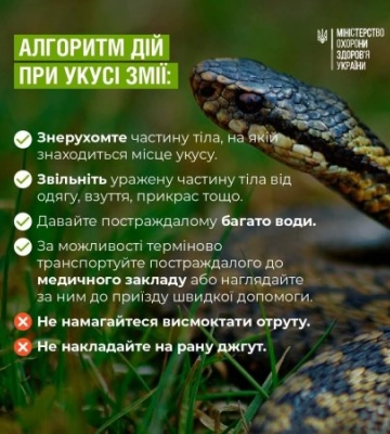 На Ужгородщині 8-річну дитину на городі вкусила змія: що відомо про стан потерпілого