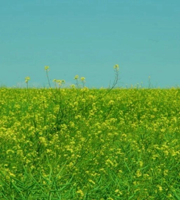 Одещина стрімко перетворюється на напівпустелю: як адаптуватися аграріям