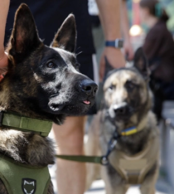 У Києві вперше провели військовий K9-забіг із службовими собаками - встановлений  рекорд України
