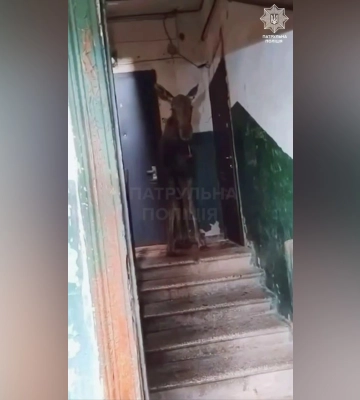 В Святошинском районе Киева в подъезде заметили лося — момент запечатлели на видео