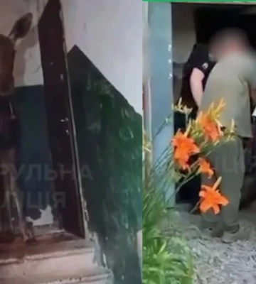 У Києві лось зайшов до під’їзду багатоповерхівки (відео)