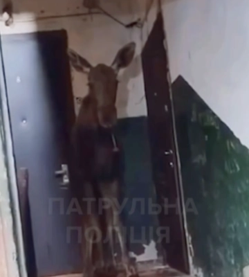 В Киеве вывели из подъезда многоэтажки лося — в полиции показали, как это было