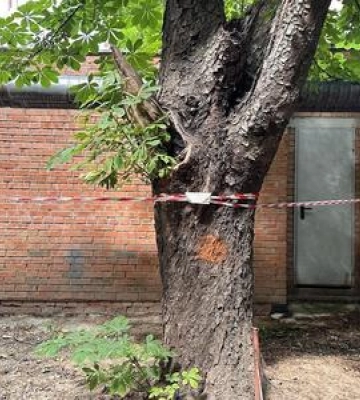 У Полтаві планують видалити майже 200 аварійних дерев: оголосили тендер на 3 млн грн
