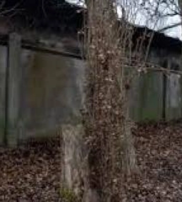 У Полтаві приберуть аварійні дерева за майже три мільйони