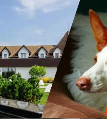 Pet-friendly відпочинок на Рівненщині: добірка готелів для власників собак