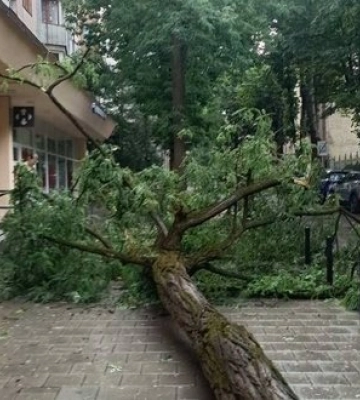 Непогода во Львове сорвала крышу с райадминистрации, одно из деревьев упало на троллейбус
