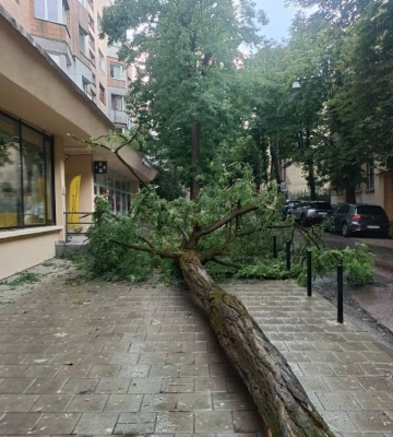 Повалило дерева і світлофор, обірвало мережі, знесло дах. Садовий повідомив про наслідки негоди у Львові
