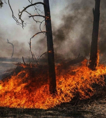 У Чорнобильській зоні знову вирують пожежі