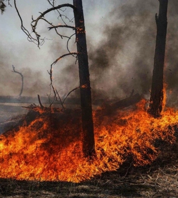 У Чорнобильській зоні знову вирують пожежі