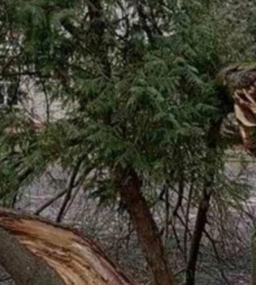 Конфлікт через дерева: у ЛМР відповіли на підозри правоохоронців щодо вирубки дерев