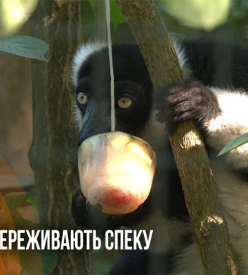 Душ та крижані смаколики: як у Рівненському зоопарку дбають про тварин у спеку (ВІДЕО)