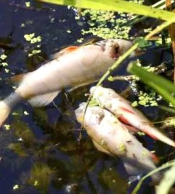 Чому у водоймах Одещини зменшується вміст кисню та чим це загрожує рибі
