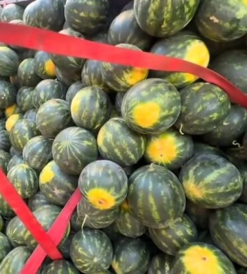 На Одещині стартував продаж перших місцевих кавунів