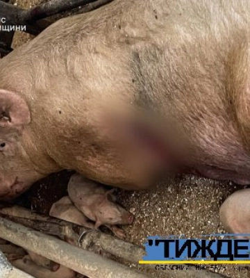 Чим свині завинили: в Тростянецькій громаді російські терористи атакували свиноферму