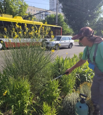 В Одесі рятують дерева та кущі від грибкових хвороб