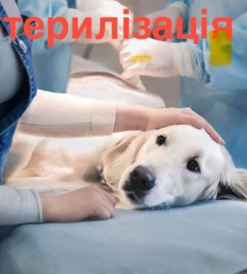 У Бессарабській громаді роблять другу спробу організувати стерилізацію безпритульних тварин: з якими проблемами стикаються
