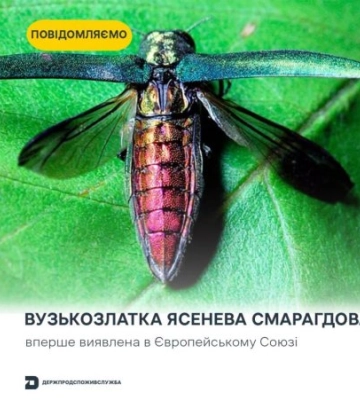 Смарагдова загроза на кордоні: на Закарпаття суне агресивний жук-вбивця лісів