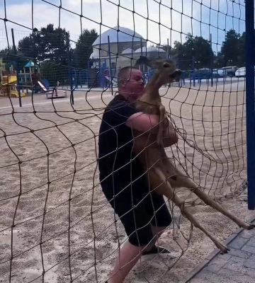 В Ізмаїлі врятували косулю, яка заплуталася в сітці, але вона втекла після лікування