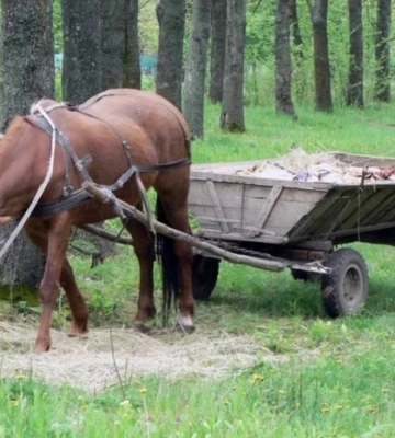Бензиновий колапс. Росіяни масово купують коней
