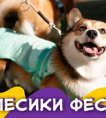 Фестиваль «Песики Фест» в Одессе собрал более тысячи гостей и более 23 тысяч гривен на благотворительность