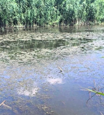 Екологи перевірили інформацію про загибель водних біоресурсів в обвідному каналі Леб’яжого озера в Ізмаїлі