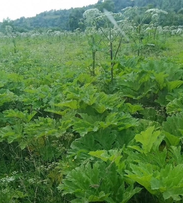 Скосили ще понад 166 гектарів: на Львівщині продовжують ліквідовувати борщівник Сосновського