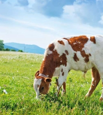 Dairy Global Experts планирует привлечь $150 млн на строительство комплекса по переработке КРС в Черкасской области