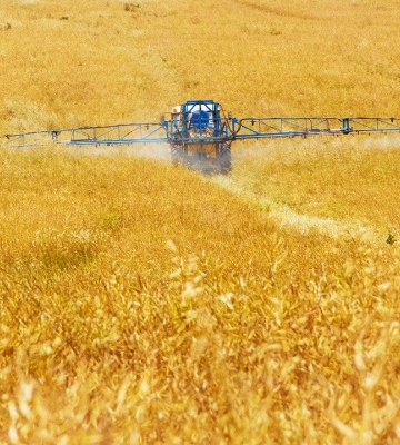 Спекотна погода кінця червня прискорила дозрівання ранніх зернових в Україні