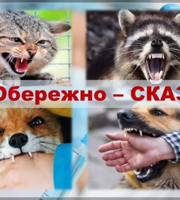 Виявили скажену лисицю: у Клевані проведуть безкоштовну вакцинацію котів і собак