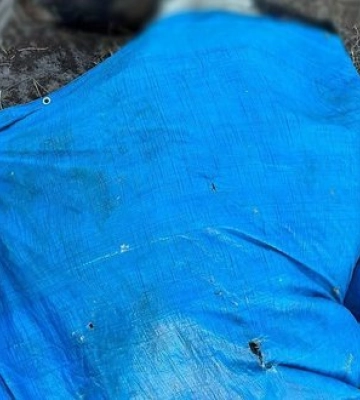 Через службову недбалість директора державного підприємства на Звягельщині загинула худоба – йому повідомлено про підозру