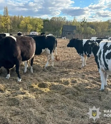 Директора державного сільгосппідприємства обвинуватили у зникненні 57 корів