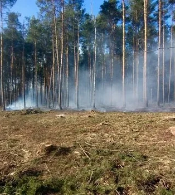 На Житомирщині приборкали масштабну лісову пожежу