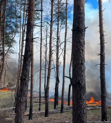 Более чем в восемь раз уменьшилась площадь лесных пожаров на Харьковщине